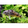 Marmorpanzerwels - Corydoras Paleatus
