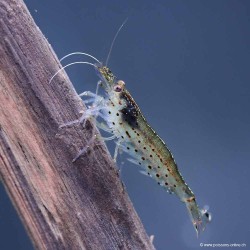 Amanogarnele - Caridina Japonica