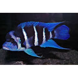 Tanganjikabeulenkopf - Cyphotilapia Frontosa