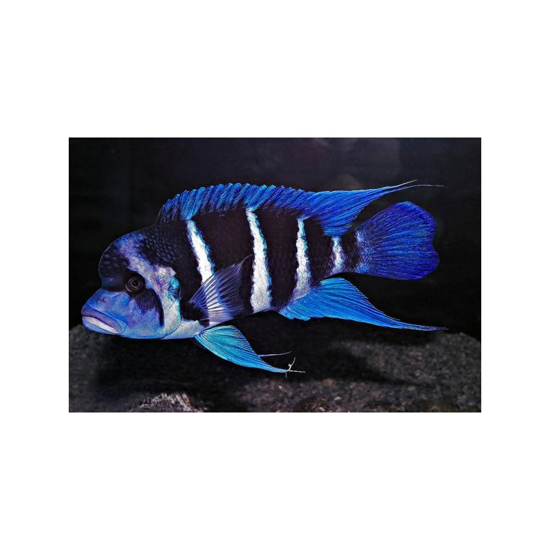 Tanganjikabeulenkopf - Cyphotilapia Frontosa