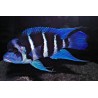 Tanganjikabeulenkopf - Cyphotilapia Frontosa