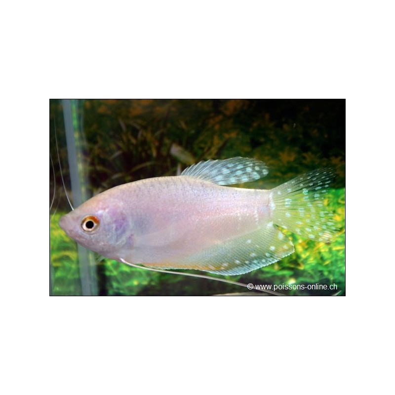 Weisser Fadenfisch - Trichogaster Trichopterus White