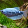 Marmor Fadenfisch - Trichogaster Trichopterus Cosby