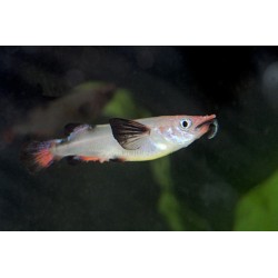 Grosser Halbschnabelhechtling - Nomorhamphus Liemi