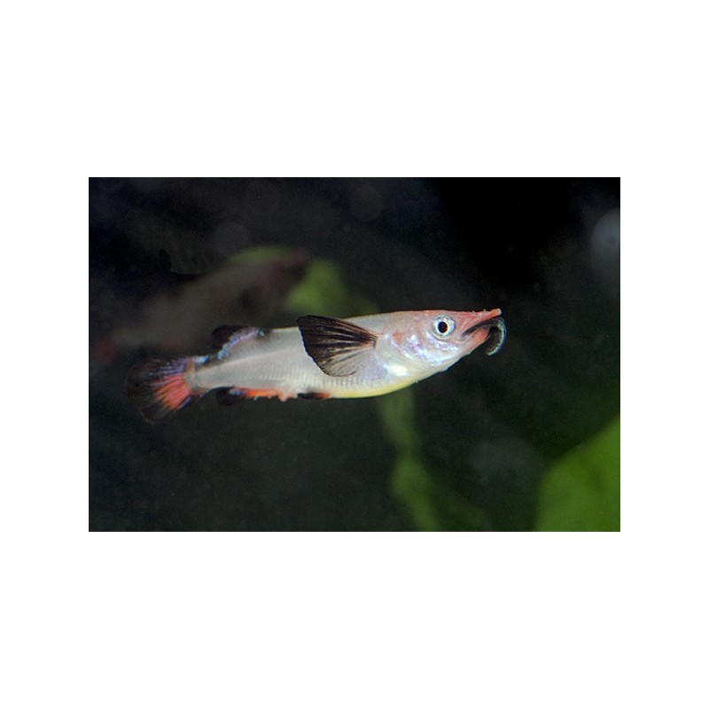 Grand Demi-Bec - Nomorhamphus Liemi