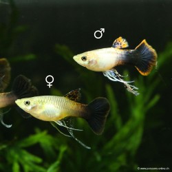 Guppy Weibchen Pink Tuxedo Ribon - Poecilia Reticulata