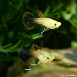 Guppy Weibchen Pink Tuxedo Ribon - Poecilia Reticulata
