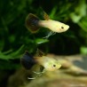 Guppy Weibchen Pink Tuxedo Ribon - Poecilia Reticulata