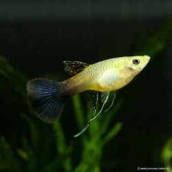 Guppy Weibchen Pink Tuxedo Ribon - Poecilia Reticulata