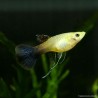 Guppy Femelle Pink Tuxedo Ribon - Poecilia Reticulata