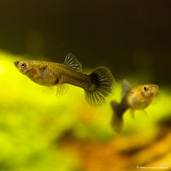 Guppy Weibchen Tricolor - Poecilia Reticulata
