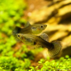 Guppy Fem. Tricolore - Poecilia Reticulata
