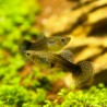 Guppy Weibchen Tricolor - Poecilia Reticulata