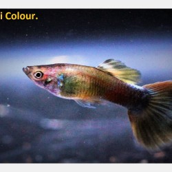 Guppy Mann Tricolor - Poecilia Reticulata