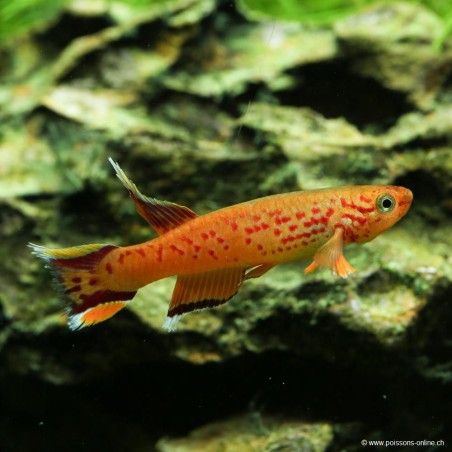 Bunter Prachtkärpfling - Aphyosemion Australe