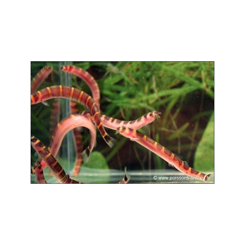 Sumatra-Dornauge - Pangio Myersi