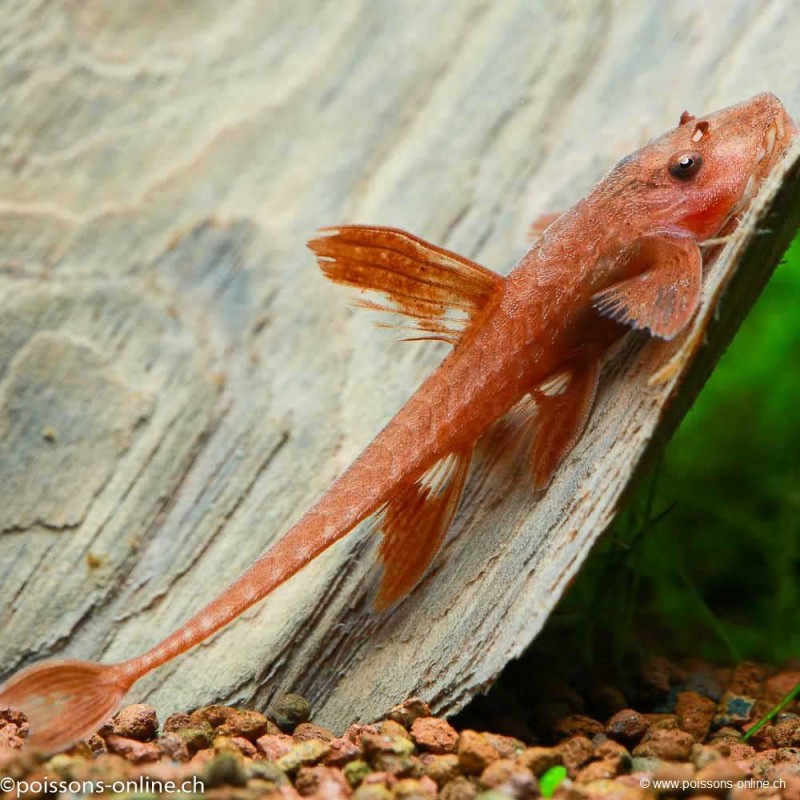Roter Hexenwels - Rineloricaria Spp Red