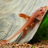Roter Hexenwels - Rineloricaria Spp Red