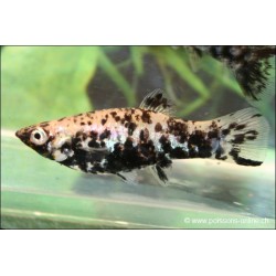 Molly Marble - Poecilia Latipinna