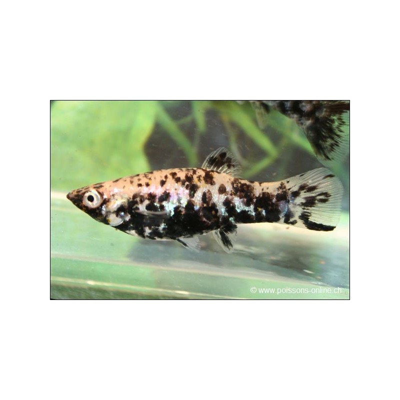 Molly Marble - Poecilia Latipinna