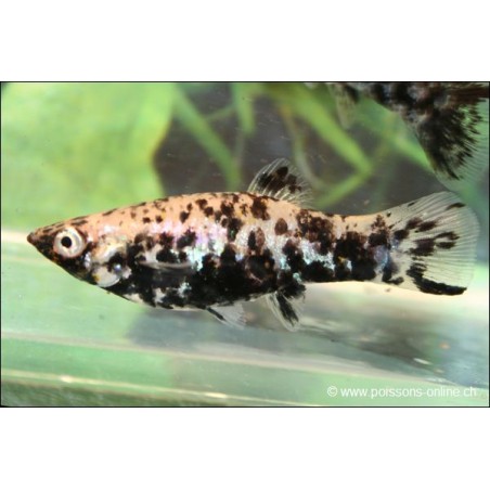 Molly Marble - Poecilia Latipinna