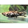 Molly Marble - Poecilia Latipinna