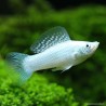 Molly Silver - Poecilia Latipinna