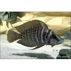Neolamprologus Calvus - Neolamprologus Calvus