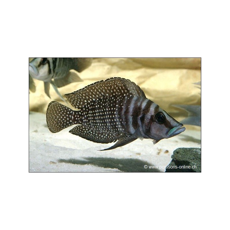 Neolamprologus Calvus - Neolamprologus Calvus
