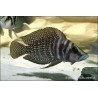Neolamprologus Calvus - Neolamprologus Calvus