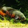Rotgetigerter Oscar - Astronotus Ocellatus Red Tiger