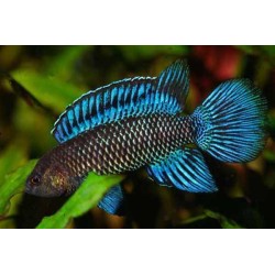 Blaubarsch - Badis Badis