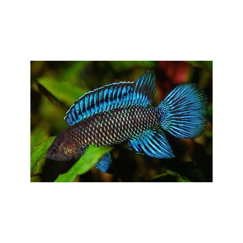 Blaubarsch - Badis Badis