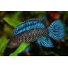 Blaubarsch - Badis Badis