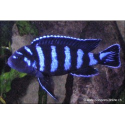 Demasoni Malawisee-Buntbarsch - Pseudotropheus Demasoni
