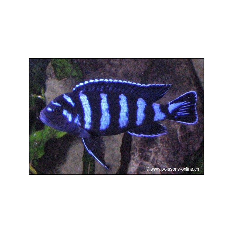 Demasoni Malawisee-Buntbarsch - Pseudotropheus Demasoni