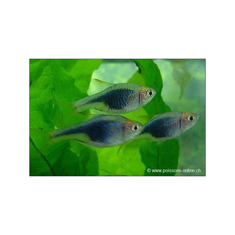 Keilfleckbärbling Schwarzer - Trigonostigma Heteromorpha Black (Rasbora)