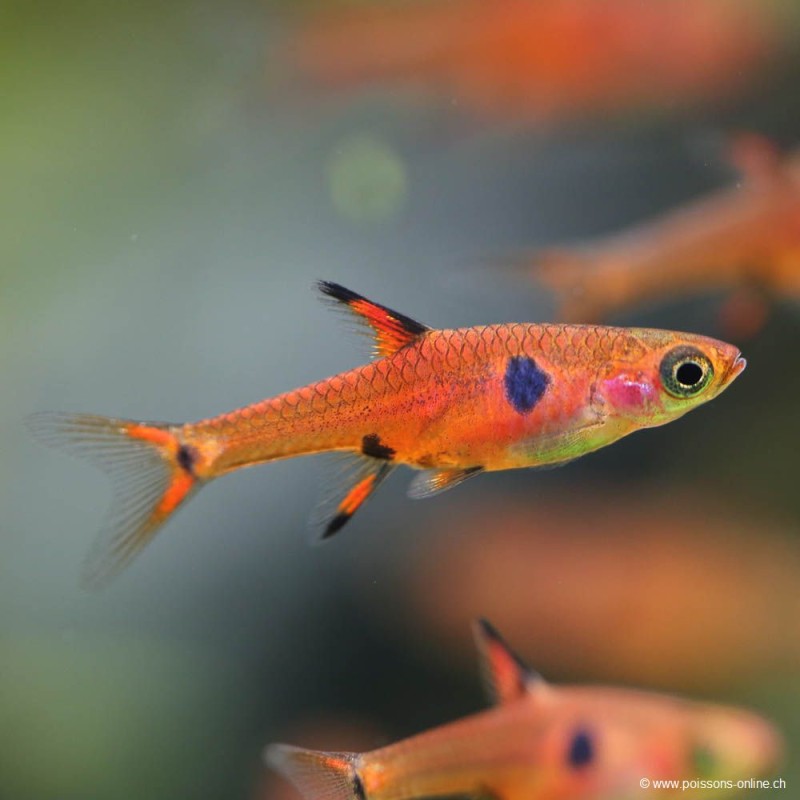 Zwergbärbling - Rasbora Maculata