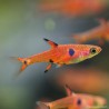 Zwergbärbling - Rasbora Maculata