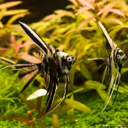 Skalare Schleier Marmor - Pterophyllum Scalare