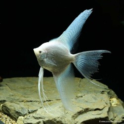 Skalare Platinium Schleier - Pterophyllum Scalare
