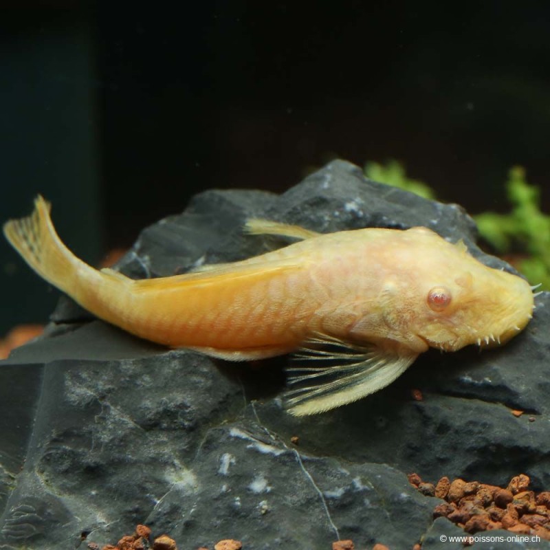 Goldener Antennenwels - Ancistrus Gold