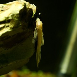 Pesce Gatto Giallo Voile Con Antenne - Ancistrus Jaune Hi-Fin
