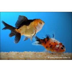 Löwenkopf - Gemischt - Carassius Auratus
