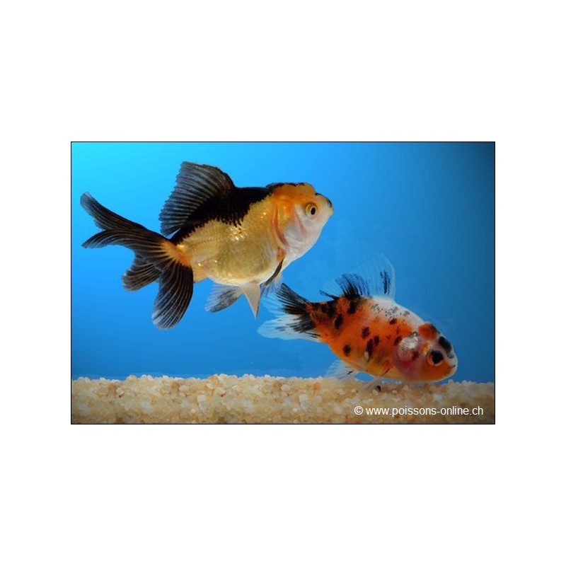 Löwenkopf - Gemischt - Carassius Auratus