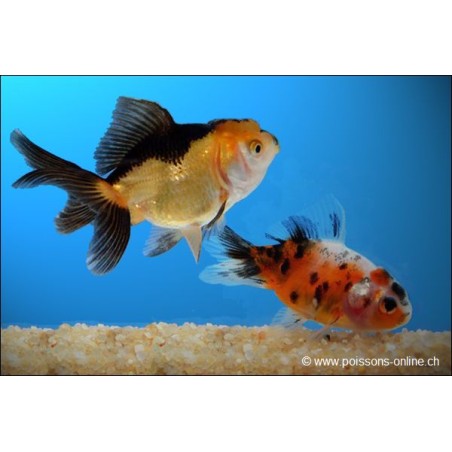 Löwenkopf - Gemischt - Carassius Auratus