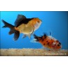 Tête De Lion - Assorted - Carassius Auratus
