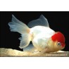 Tête De Lion - Cap Rouge - Carassius Auratus