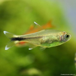 Copper Tetra - Hasemania Nana