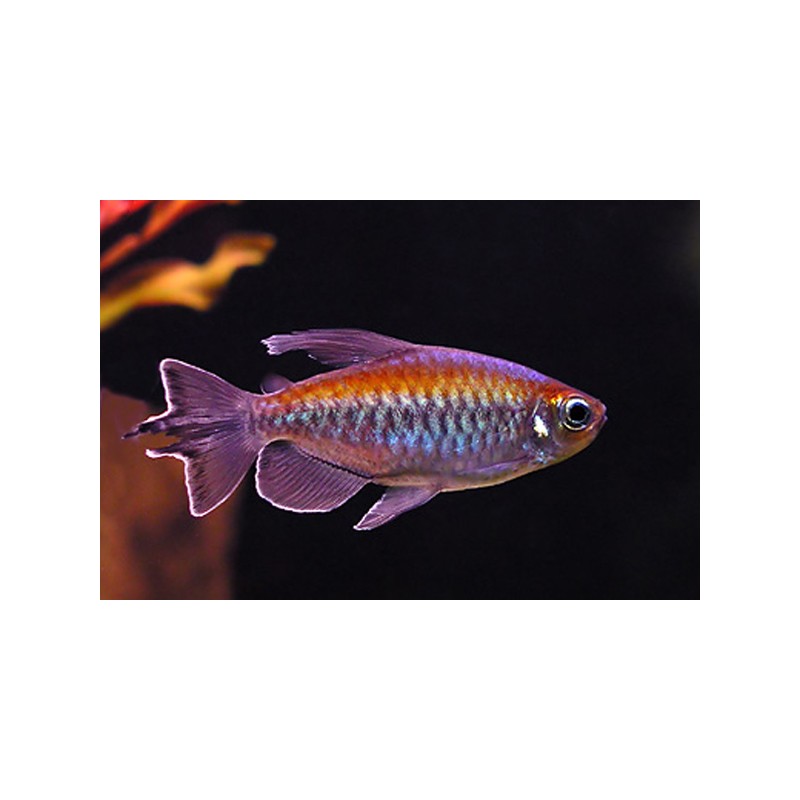 Congo Tetra - Phenacogrammus Interruptus